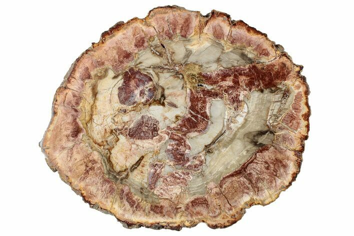 Colorful Petrified Wood (Araucaria) Round - Madagascar #304817